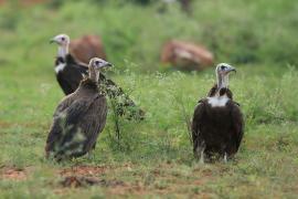 Sęp brunatny - Necrosyrtes monachus - Hooded Vulture