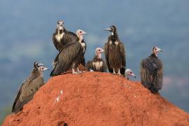 Sęp brunatny - Necrosyrtes monachus - Hooded Vulture