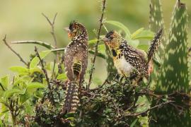 Brodal czarnogardły - Trachyphonus darnaudii  - D'Arnaud's Barbet