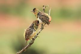 Brodal czarnogardły - Trachyphonus darnaudii  - D'Arnaud's Barbet