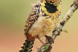 Brodal czarnogardły - Trachyphonus darnaudii  - D'Arnaud's Barbet