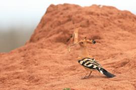 Dudek - Upupa epops - Common Hoopoe