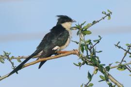 Kukułka czarno-biała - Clamator jacobinus - Jacobin Cuckoo