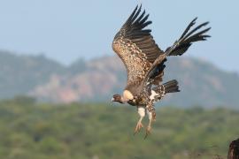 Sęp plamisty - Gyps rueppelli - Rüppell's Vulture