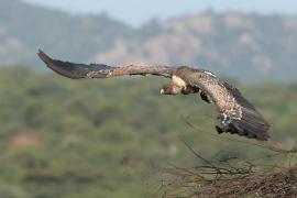 Sęp plamisty - Gyps rueppelli - Rüppell's Vulture