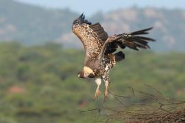 Sęp plamisty - Gyps rueppelli - Rüppell's Vulture