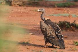 Sęp plamisty - Gyps rueppelli - Rüppell's Vulture