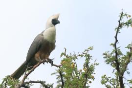 Hałaśnik maskowy - Corythaixoides personatus - Bare-faced Go-away-bird