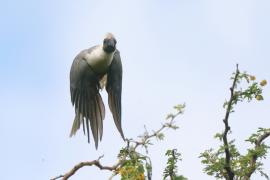 Hałaśnik maskowy - Corythaixoides personatus - Bare-faced Go-away-bird