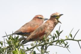 Kraska kreskowana - Coracias naevius - Rufous-crowned Roller