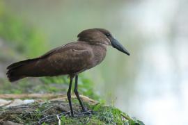 Waruga - Scopus umbretta - Hamerkop
