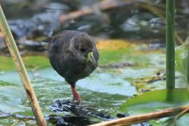 Kureczka czarna - Zapornia flavirostra - Black Crake