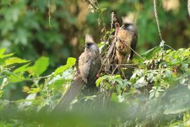 Czepiga rudawa - Colius striatus - Speckled Mousebird