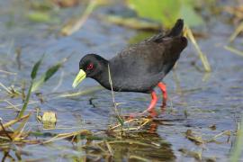 Kureczka czarna - Zapornia flavirostra - Black Crake