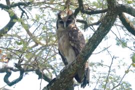 Puchacz mleczny - Bubo lacteus - Verreaux's Eagle Owl
