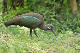 Ibis białowąsy - Bostrychia hagedash - Hadada Ibis