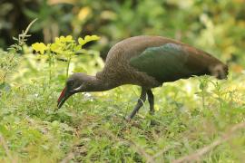 Ibis białowąsy - Bostrychia hagedash - Hadada Ibis