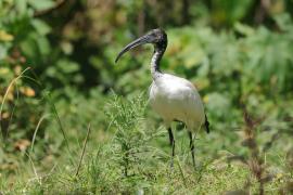 Ibis czczony - Threskiornis aethiopicus - Sacred Ibis