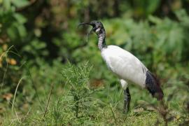 Ibis czczony - Threskiornis aethiopicus - Sacred Ibis