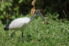 Ibis czczony - Threskiornis aethiopicus - Sacred Ibis