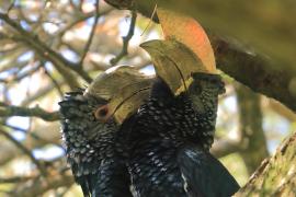 Dzioborożec srebrnolicy - Bycanistes brevis - Silvery-cheeked Hornbill