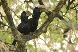 Dzioborożec srebrnolicy - Bycanistes brevis - Silvery-cheeked Hornbill
