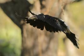Dzioborożec srebrnolicy - Bycanistes brevis - Silvery-cheeked Hornbill