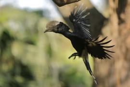 Dzioborożec srebrnolicy - Bycanistes brevis - Silvery-cheeked Hornbill