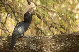Dzioborożec srebrnolicy - Bycanistes brevis - Silvery-cheeked Hornbill