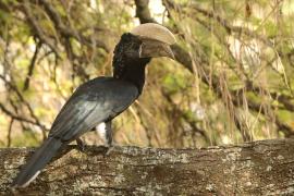 Dzioborożec srebrnolicy - Bycanistes brevis - Silvery-cheeked Hornbill