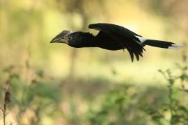 Dzioborożec srebrnolicy - Bycanistes brevis - Silvery-cheeked Hornbill