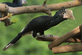 Dzioborożec srebrnolicy - Bycanistes brevis - Silvery-cheeked Hornbill