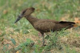 Waruga - Scopus umbretta - Hamerkop
