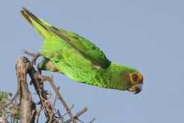 Afrykanka żółtogłowa - Poicephalus flavifrons - Yellow-fronted Parrot