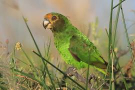 Afrykanka żółtogłowa - Poicephalus flavifrons - Yellow-fronted Parrot