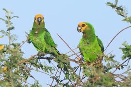 Afrykanka żółtogłowa - Poicephalus flavifrons - Yellow-fronted Parrot