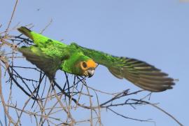 Afrykanka żółtogłowa - Poicephalus flavifrons - Yellow-fronted Parrot