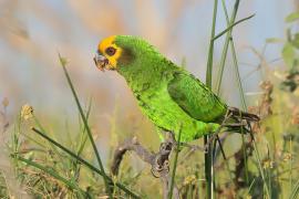 Afrykanka żółtogłowa - Poicephalus flavifrons - Yellow-fronted Parrot