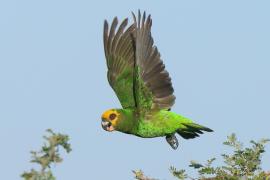 Afrykanka żółtogłowa - Poicephalus flavifrons - Yellow-fronted Parrot