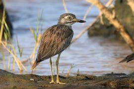 Kulon rzeczny - Burhinus senegalensis - Senegal Thick-knee