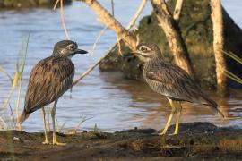 Kulon rzeczny - Burhinus senegalensis - Senegal Thick-knee