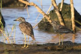 Kulon rzeczny - Burhinus senegalensis - Senegal Thick-knee