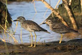 Kulon rzeczny - Burhinus senegalensis - Senegal Thick-knee