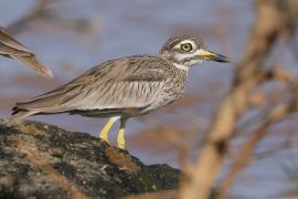 Kulon rzeczny - Burhinus senegalensis - Senegal Thick-knee