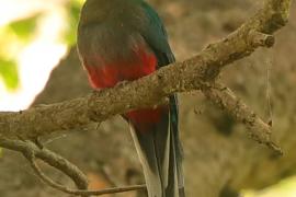 Afrotrogon zielony - Apaloderma narina - Narina Trogon