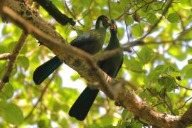 Turak białouchy - Tauraco leucotis - White-cheeked Turaco