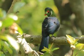 Turak białouchy - Tauraco leucotis - White-cheeked Turaco