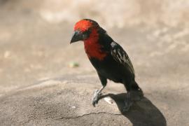 Wąsal czerwonogardły - Lybius guifsobalito - Black-billed Barbet