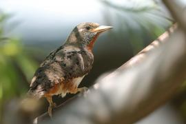 Krętogłów afrykański - Jynx ruficollis - Rufous-breasted Wryneck