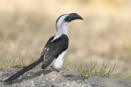 Toko czarnoskrzydły - Tockus deckeni - Von der Decken's Hornbill